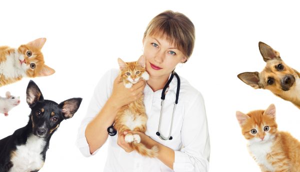 Cape Coral Pets