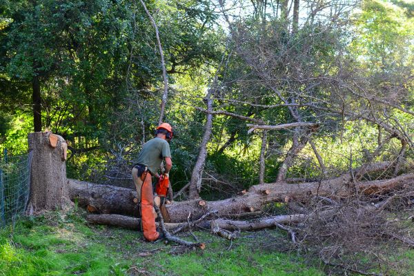 Cape Coral Tree Removal