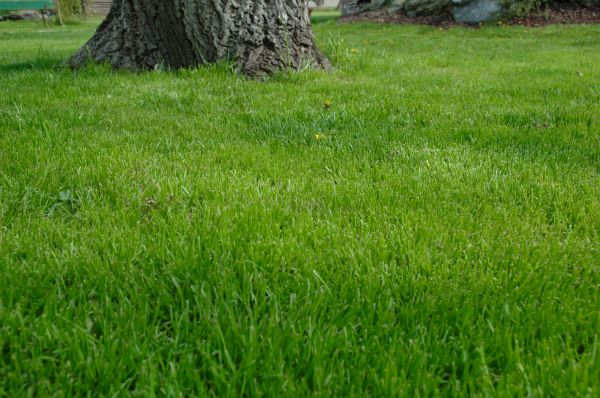 Cape Coral Lawn Treatment